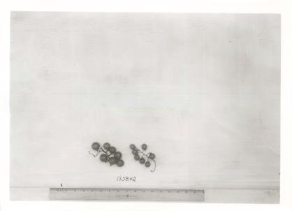Click for 1 image(s) for this accession. FRUIT